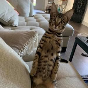 Meet your Posher, Ronicca